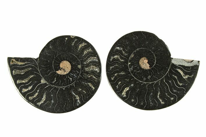 Cut & Polished Ammonite Fossil - Unusual Black Color #296283